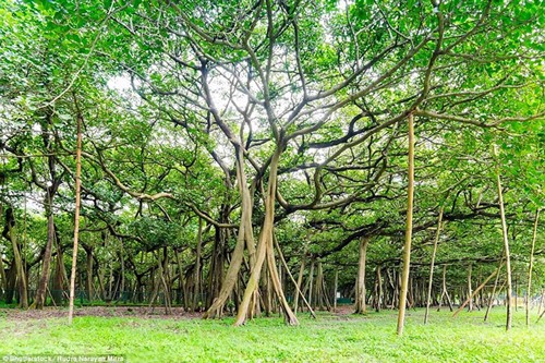 Cận cảnh cây đa khổng lồ nhất thế giới: Tán cây bao phủ hơn 14 nghìn mét vuông - Ảnh 2.