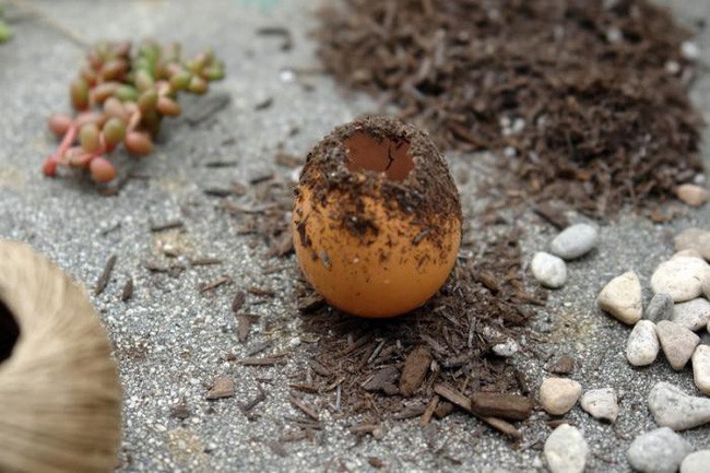Cách tự làm khu vườn mini xanh tươi và sống động từ vỏ trứng vừa rẻ vừa đẹp - Ảnh 5.