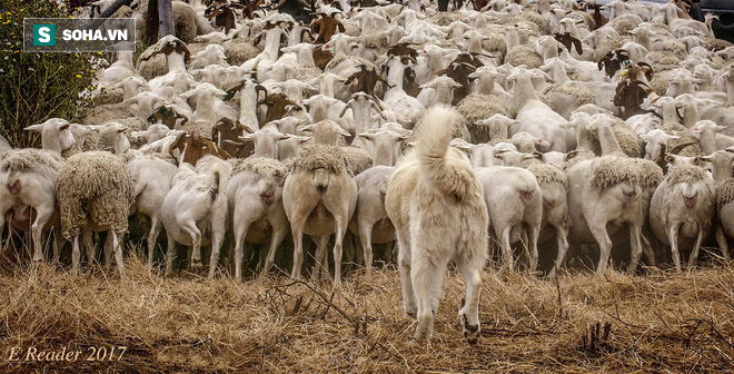 Hình ảnh kỳ thú: Chó giúp chủ kiểm soát đàn cừu hàng ngàn con một cách vô cùng trật tự! - Ảnh 1.