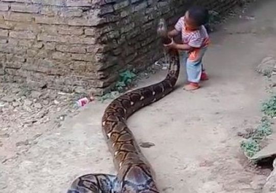 Bố mẹ cười đùa thích thú khi con cưỡi trăn khổng lồ - Ảnh 3. Bố mẹ cười đùa thích thú khi con cưỡi trăn khổng lồ - Ảnh 3.