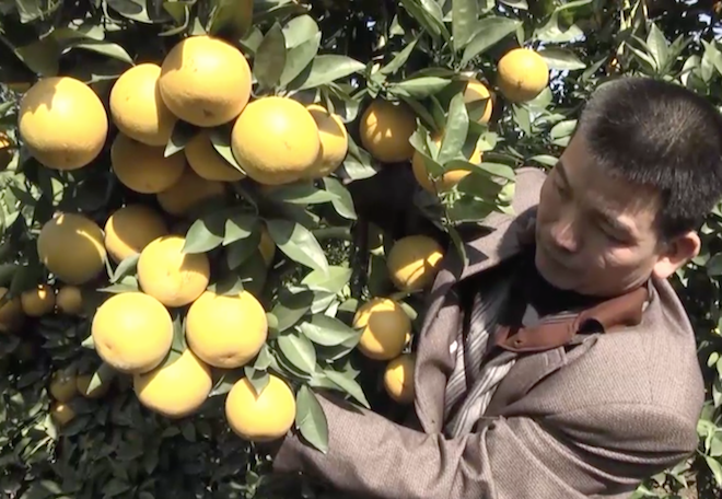 Cây cam quý ra hơn 1000 trái, đạt khoảng 3 tạ ở Nghệ An - Ảnh 5.