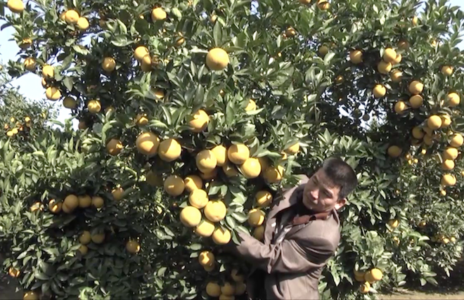 Cây cam quý ra hơn 1000 trái, đạt khoảng 3 tạ ở Nghệ An - Ảnh 6.
