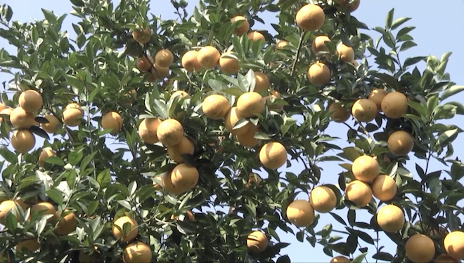 Cây cam quý ra hơn 1000 trái, đạt khoảng 3 tạ ở Nghệ An - Ảnh 3.