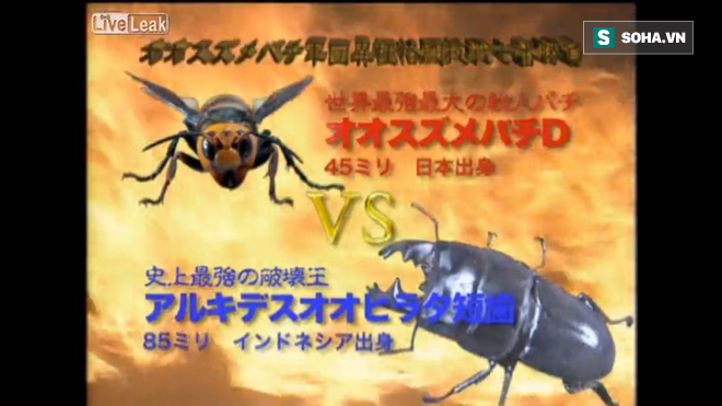 Ong bắp cày khổng lồ quyết đấu bọ cánh cứng: Bị xé xác làm đôi vì quá hung hăng - Ảnh 1.