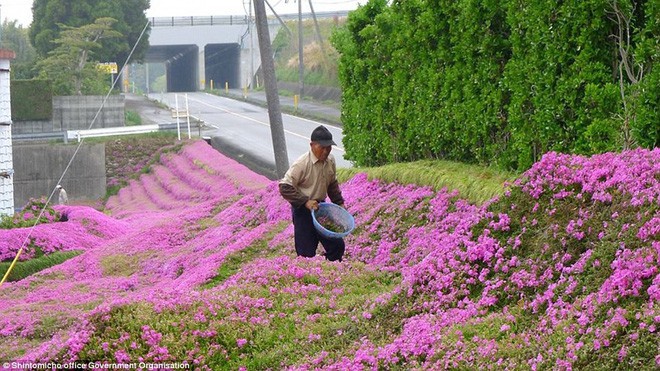 Lặng lẽ 2 năm trời trồng cả vườn hoa an ủi người vợ mù lòa, tình yêu của cụ ông này làm ai cũng phải rơi lệ - Ảnh 1.