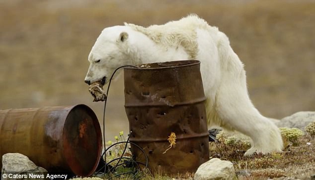 Sự thực về đoạn video chú gấu trắng Bắc cực gầy trơ xương lê bước kiếm ăn vì quá đói - Ảnh 1.