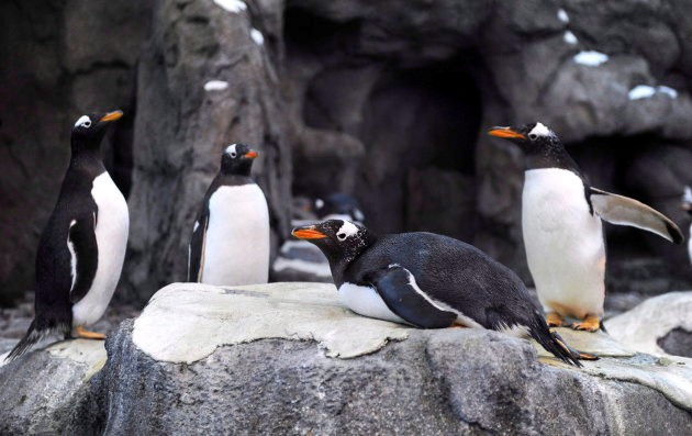 Hết cá mập đóng băng, chim cánh cụt Canada cũng rủ nhau bỏ đi chỗ khác sưởi ấm vì thời tiết lạnh giá - Ảnh 1.