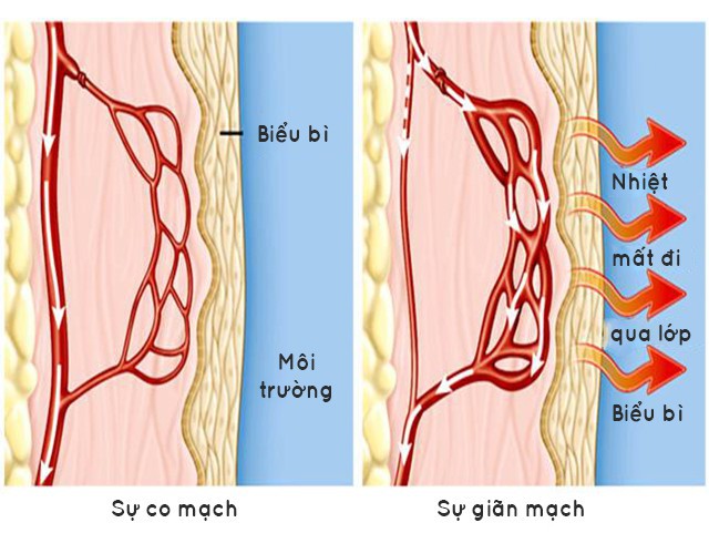 Mỹ lạnh hơn cả sao Hỏa, Trung Quốc tuyết rơi khắc nghiệt, vậy đâu là giới hạn chịu lạnh của con người? - Ảnh 2.