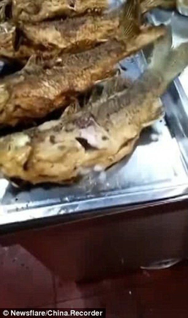 Video: Cá chặt đầu rồi còn quẫy đã sợ, đây cá rán vàng ươm vẫn giãy đành đạch trên đĩa - Ảnh 2.