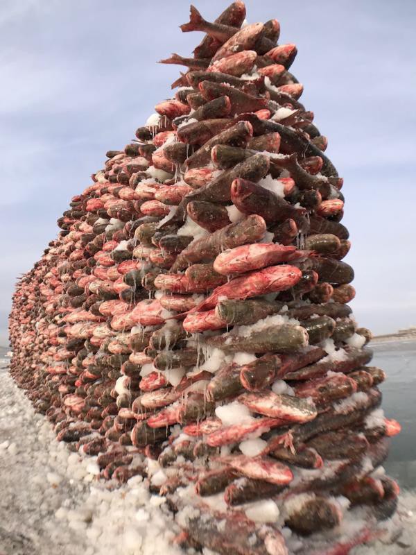 Bức tường kỳ lạ được xây bằng 2.000 con cá giữa hồ băng thần thánh - Ảnh 1.