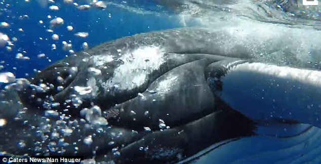 Thấy cá mập săn mồi lởn vởn, cá voi khổng lồ nặng 22 tấn lấy thân mình che chắn cho đội thợ lặn khỏi bị tấn công - Ảnh 1.
