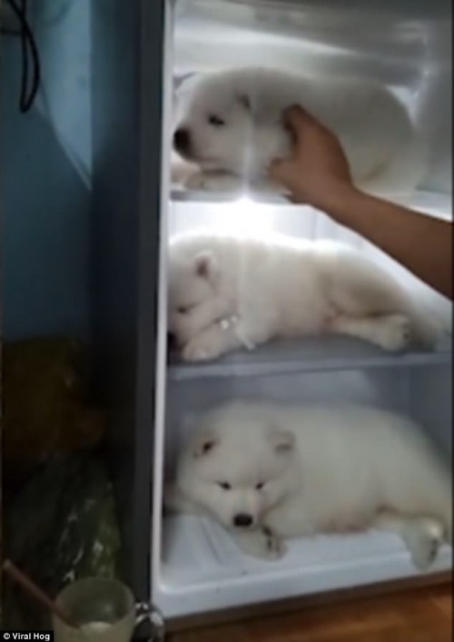 Clip thanh niên Việt đặt 3 chú chó con vào tủ lạnh tránh nóng được lên báo Tây - Ảnh 2.