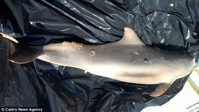 Bí ẩn hơn 100 con cá heo chết bất thường, dạt vào bờ biển Brazil - Ảnh 2.