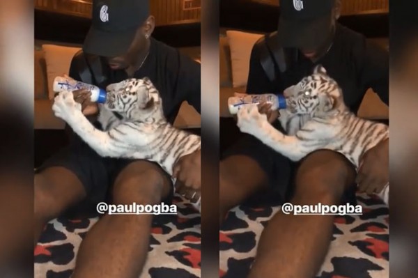 Sốc với cảnh Paul Pogba làm ‘bảo mẫu’ cho hổ - Ảnh 1.