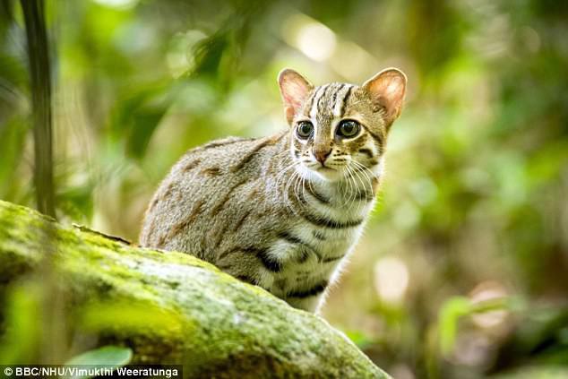 Thước phim siêu hiếm về loài mèo nhỏ nhất thế giới: Bản năng bất chấp kích cỡ - Ảnh 1.
