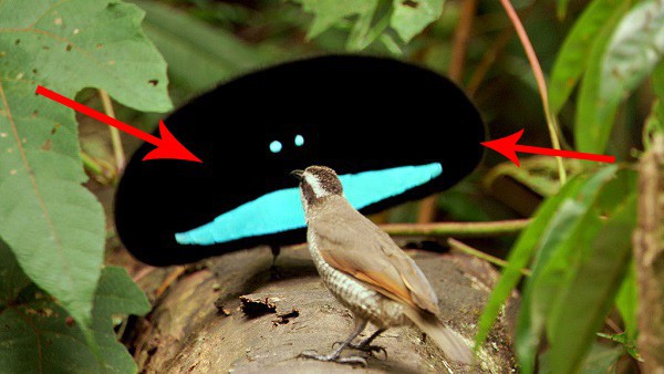 Không hề photoshop: khối đen xì kia chính là 1 loài chim sở hữu bộ lông bí ẩn nhất thế giới - Ảnh 1.