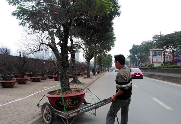 Hà Nội: Cây cảnh chơi Tết rục rịch xuống phố - Ảnh 1.