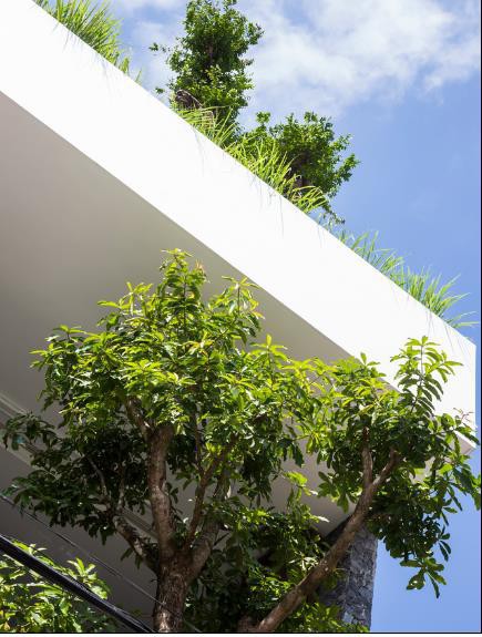  Nhà phố ở Nha Trang gây sốt với thiết kế xanh mướt nhờ những miệt vườn nhỏ  - Ảnh 2.