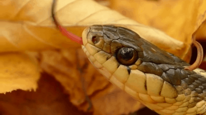 Nhìn lưỡi rắn thì cũng chẳng xa lạ gì nhưng chức năng của chúng là gì thì chắc chắn bạn không biết - Ảnh 1.