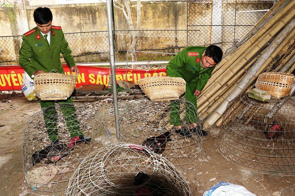 Cảnh sát mật phục phá sới gà, bắt giữ 30 con bạc đang say sưa sát phạt - Ảnh 1.