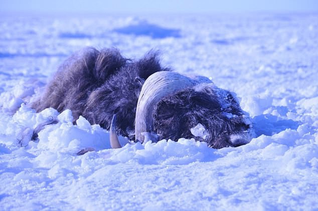 Bão tuyết cực mạnh tràn qua, 52 con bò xạ hương vốn thống trị vùng băng giá cũng bị chôn sống, đóng băng đầy đau đớn - Ảnh 1.