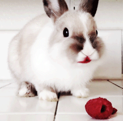 16 hình ảnh minh chứng thỏ là loài động vật đáng yêu nhất trên đời - Ảnh 11.
