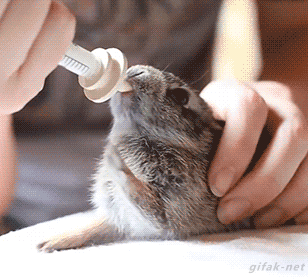 16 hình ảnh minh chứng thỏ là loài động vật đáng yêu nhất trên đời - Ảnh 13.