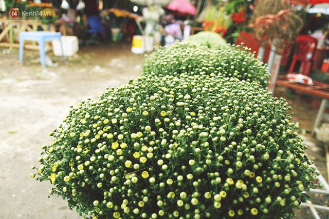 Người dân làng đào Nhật Tân: Từ giờ đến Tết mà rét thế này thì đào không nở hoa kịp mất! - Ảnh 16.