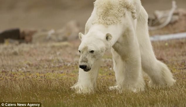 Sự thực về đoạn video chú gấu trắng Bắc cực gầy trơ xương lê bước kiếm ăn vì quá đói - Ảnh 3.
