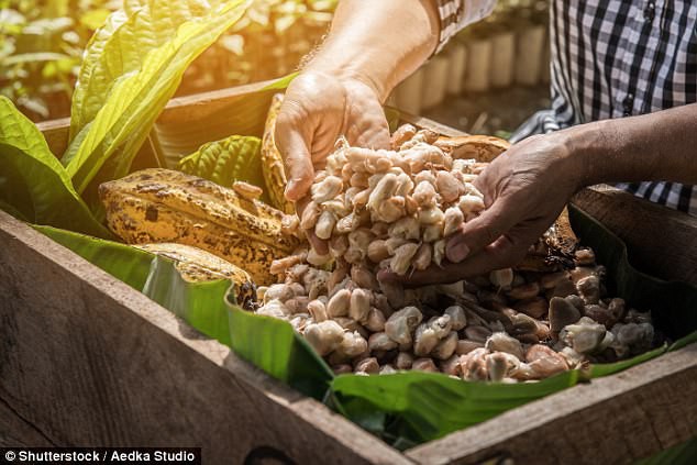 Chocolate sắp tuyệt chủng ư? Công nghệ này có thể là câu trả lời - Ảnh 3.