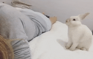 16 hình ảnh minh chứng thỏ là loài động vật đáng yêu nhất trên đời - Ảnh 4.