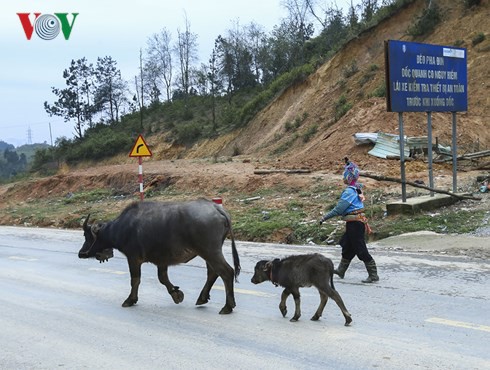 Điện Biên: Có nơi xuất hiện băng giá, cuộc sống người dân đảo lộn - Ảnh 3.