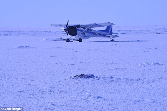 Bão tuyết cực mạnh tràn qua, 52 con bò xạ hương vốn thống trị vùng băng giá cũng bị chôn sống, đóng băng đầy đau đớn - Ảnh 4.