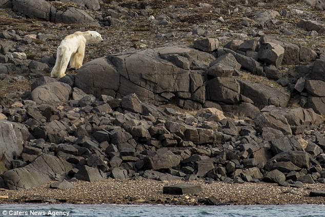 Sự thực về đoạn video chú gấu trắng Bắc cực gầy trơ xương lê bước kiếm ăn vì quá đói - Ảnh 5.