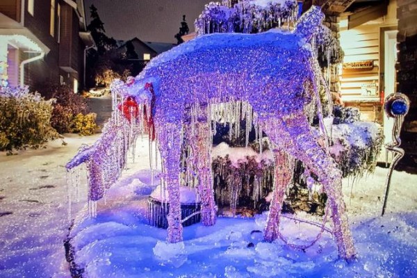 Canada lạnh giá tới mức bát mỳ đóng băng, chim cánh cụt cũng ‘chào thua’ - Ảnh 4.