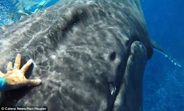 Thấy cá mập săn mồi lởn vởn, cá voi khổng lồ nặng 22 tấn lấy thân mình che chắn cho đội thợ lặn khỏi bị tấn công - Ảnh 5.