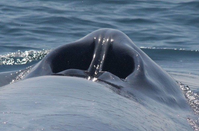 Nhìn thấy suốt nhưng 95% người được hỏi chắc chắn sẽ trả lời sai chùm sương mù phun ra từ lỗ trên đầu cá voi là gì - Ảnh 4.