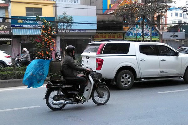 Hà Nội: Cây cảnh chơi Tết rục rịch xuống phố - Ảnh 8.