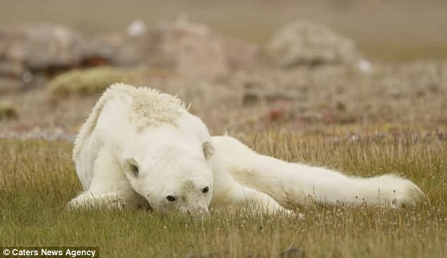 Sự thực về đoạn video chú gấu trắng Bắc cực gầy trơ xương lê bước kiếm ăn vì quá đói - Ảnh 9.
