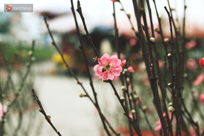 Người dân làng đào Nhật Tân: Từ giờ đến Tết mà rét thế này thì đào không nở hoa kịp mất! - Ảnh 10.