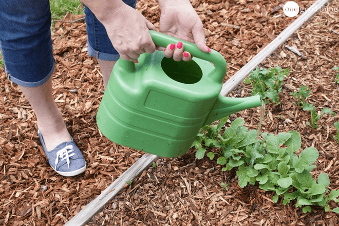 Hướng dẫn cách tự làm phân bón cho cây trồng vừa rẻ vừa an toàn cho khu vườn của bạn - Ảnh 6.