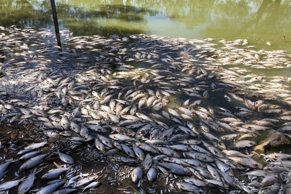 1000 con bò ở Argentina đột tử, cá chết trải dài 40 km ở Australia vì cùng một nguyên nhân này - Ảnh 3.