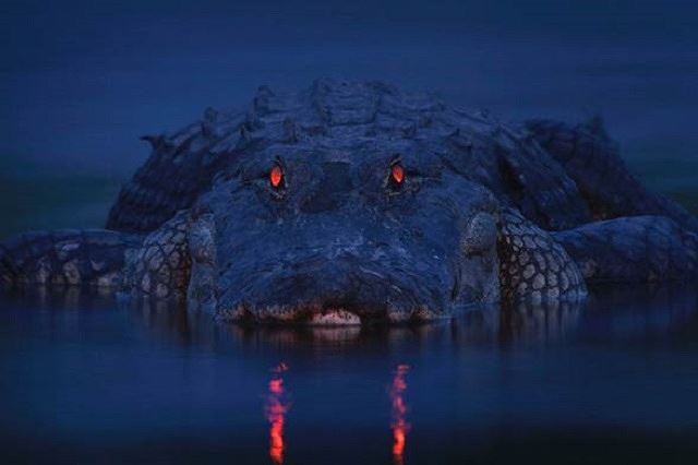 Cá sấu ăn thịt người: Tom hai ngón - Ảnh 1.
