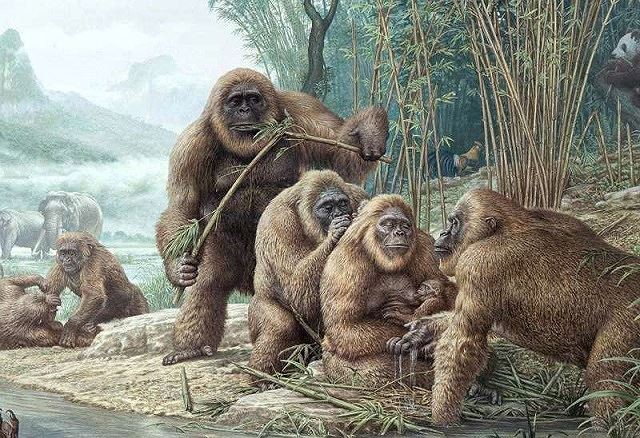 Gigantopithecus, phiên bản có thật của King Kong - Ảnh 1.