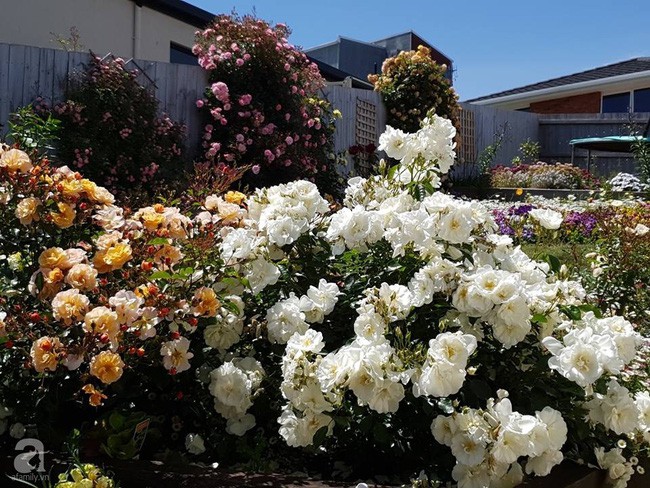 Khu vườn trăm hoa đua nở rực rỡ như chốn thiên đường của người phụ nữ Việt ở Úc - Ảnh 14.