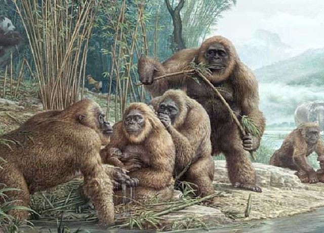 Gigantopithecus, phiên bản có thật của King Kong - Ảnh 3.