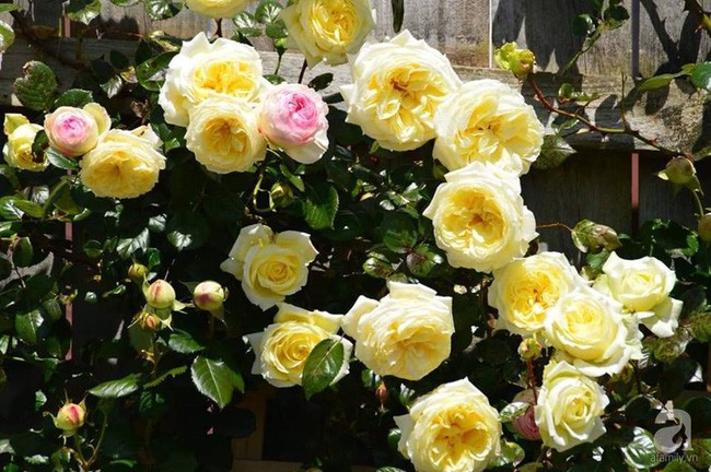 Khu vườn trăm hoa đua nở rực rỡ như chốn thiên đường của người phụ nữ Việt ở Úc - Ảnh 24.