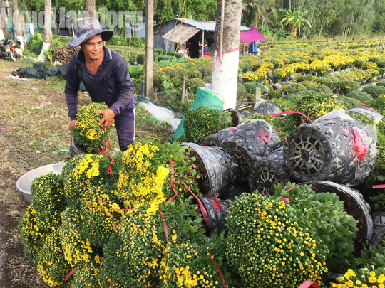 Kể từ 17-1, du khách sẽ đo chiều cao để vào làng hoa lớn nhất miền Tây - Ảnh 4.