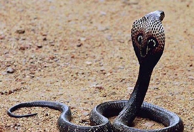 Những loài rắn độc nhất thế giới - Ảnh 1.