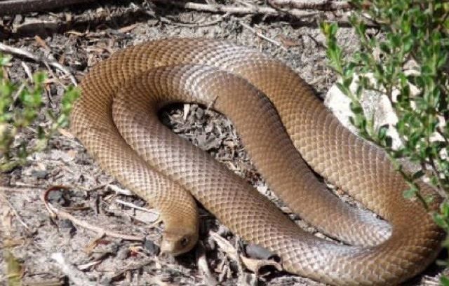 Những loài rắn độc nhất thế giới - Ảnh 2.